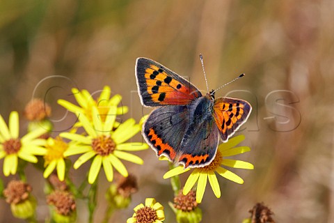 Small Copper butterfly on ragwort flower Hurst Meadows West Molesey Surrey England