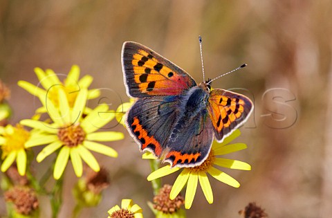 Small Copper butterfly on ragwort flower Hurst Meadows West Molesey Surrey England
