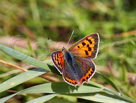 Small Copper butterfly at rest on grass Hurst Meadows West Molesey Surrey England