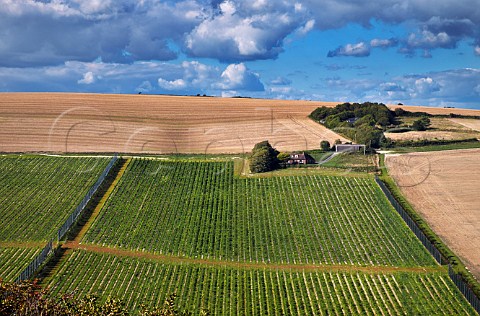 Rathfinny Estate vineyards on the South Downs near Alfriston Sussex England