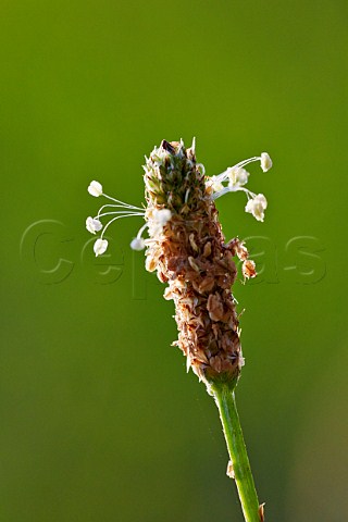 Flower of Ribwort Plantain Hurst Meadows West Molesey Surrey England