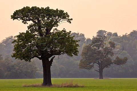 Old oak trees in field near the River Mole Cobham Surrey England