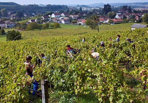 Harvesting Trousseau grapes in vineyard of Domaine Andr et Mireille Tissot at Arbois Jura France Arbois