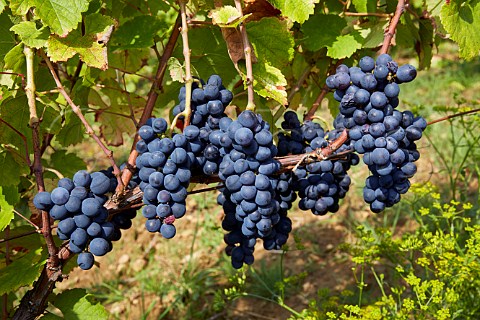 Trousseau grapes in vineyard of Domaine Andr et Mireille Tissot  Arbois Jura France Arbois