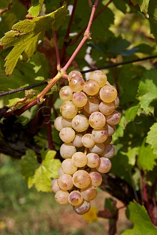Melon  Queue Rouge grapes a variation of Chardonnay in vineyard of Domaine Andr et Mireille Tissot Arbois Jura France Arbois