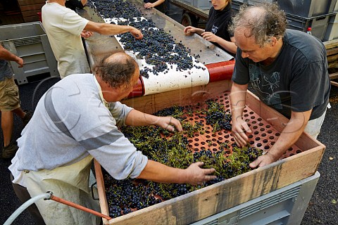 Sorting Trousseau grapes and destemming the bunches on a crible Carbon Dioxide is pumped over the grapes to prevent oxidtion Domaine Andr et Mireille Tissot MontignylsArsures Jura France Arbois