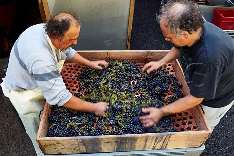 Destemming Trousseau grapes on a crible Domaine Andr et Mireille Tissot MontignylsArsures Jura France Arbois