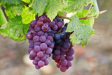 Poulsard grapes Arbois Jura France Arbois