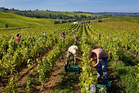 Picking Chardonnay grapes in Marcette vineyard of Domaine de la Renardire The pickers in foreground are putting the bunches into small boxes to be dried for Vin de Paille Pupillin Jura France   ArboisPupillin