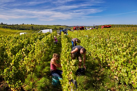 Picking Chardonnay grapes in Marcette vineyard of Domaine de la Renardire Pupillin Jura France   ArboisPupillin