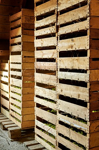 Drying bunches of Savagnin grapes in wooden boxes for Vin de Paille in a loft at Domaine Andr et Mireille Tissot MontignylsArsures Jura France Arbois