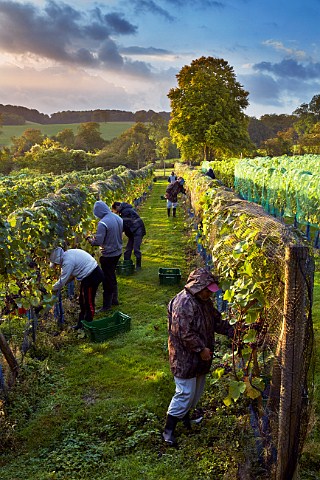 Harvesting Pinot Noir grapes in vineyard of High Clandon Estate on the North Downs at Clandon Downs Near Guildford Surrey England