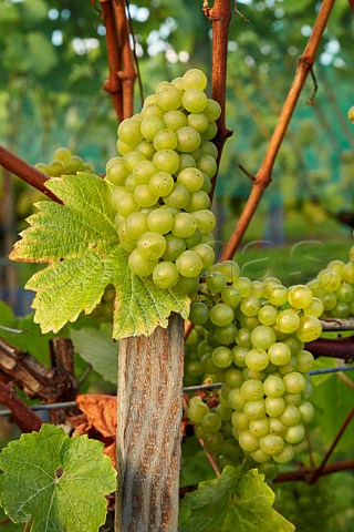 Chardonnay grapes in vineyard of High Clandon Estate on the North Downs at Clandon Downs Near Guildford Surrey England