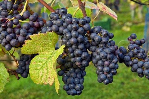 Pinot Noir grapes in vineyard of High Clandon Estate on the North Downs at Clandon Downs Near Guildford Surrey England