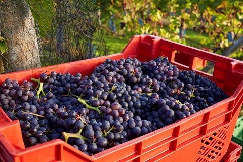 Crate of harvested Pinot Noir grapes in vineyard of High Clandon Estate on the North Downs at Clandon Downs Near Guildford Surrey England
