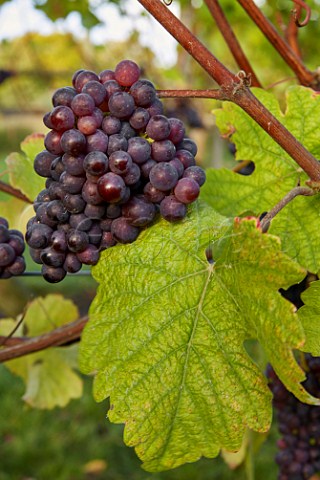 Pinot Meunier grapes in vineyard of High Clandon Estate on the North Downs at Clandon Downs Near Guildford Surrey England