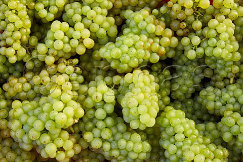 Harvested Chardonnay grapes in vineyard of High Clandon Estate on the North Downs at Clandon Downs Near Guildford Surrey England