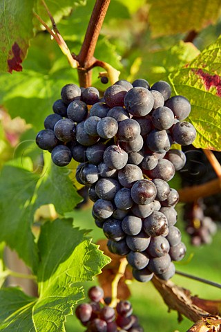 Pinot Noir grapes in vineyard of High Clandon Estate on the North Downs at Clandon Downs Near Guildford Surrey England