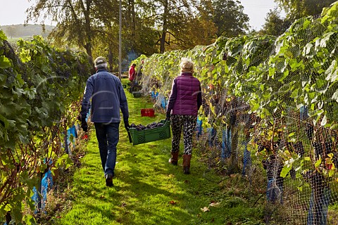 Pickers carrying a crate of Pinot Meunier grapes in vineyard of High Clandon Estate on the North Downs at Clandon Downs Near Guildford Surrey England