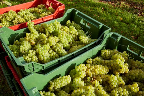 Crates of harvested Chardonnay grapes in vineyard of High Clandon Estate on the North Downs at Clandon Downs Near Guildford Surrey England