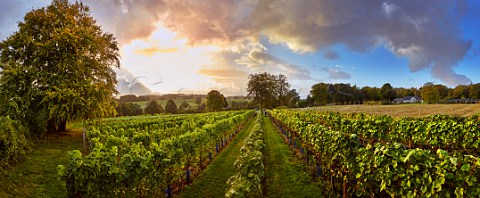 Vineyard of High Clandon Estate on the North Downs at Clandon Downs Near Guildford Surrey England