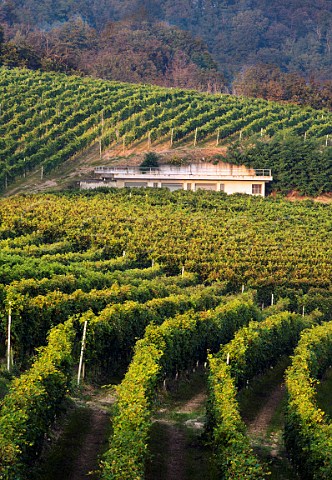 Nebbiolo vineyards of Travaglini in the Ronchi Cru Gattinara Piedmont Italy Gattinara