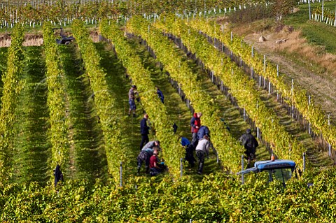 Picking Chardonnay grapes at Bride Valley Vineyard Litton Cheney Dorset England