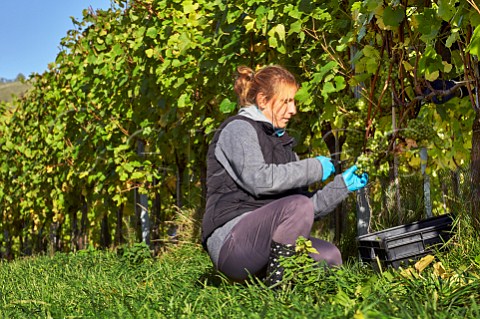 Picking Chardonnay grapes in Bride Valley Vineyard Litton Cheney Dorset England