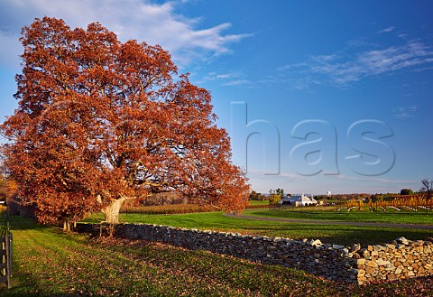 Boxwood Winery and autumnal tree at sunrise Middleburg Virginia USA  Middleburg AVA
