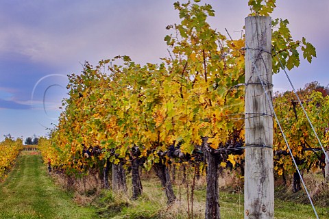 Autumnal Cabernet Sauvignon vines of Breaux Vineyards Purcellville Virginia USA