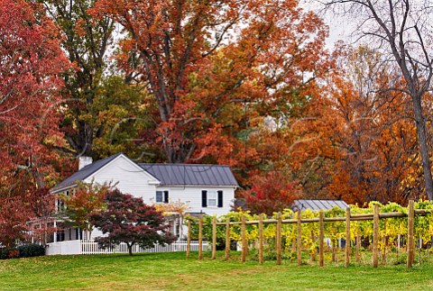 Autumn colours in vineyards of Lovingston Winery Lovingston Virginia USA Monticello AVA
