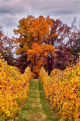 Autumnal Merlot vineyard of Lovingston Winery Lovingston Virginia USA Monticello AVA