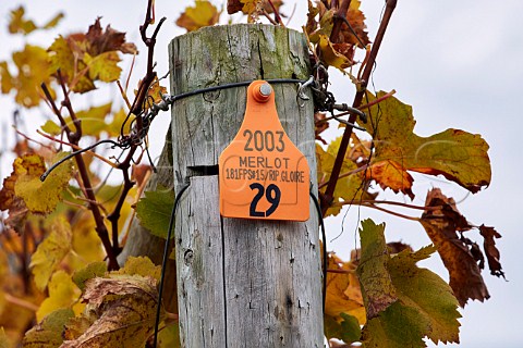 Strainer post in Merlot vineyard of Lovingston Winery Lovingston Virginia USA Monticello AVA
