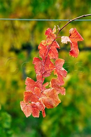 Autumnal leaves in vineyard of Lovingston Winery Lovingston Virginia USA Monticello AVA