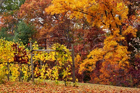 Autumn colours in vineyard of Lovingston Winery Lovingston Virginia USA Monticello AVA