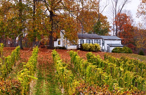 Autumn colours in Petit Manseng vineyard of Lovingston Winery Lovingston Virginia USA Monticello AVA