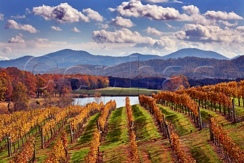 Autumnal Petit Verdot in Afton Mountain Vineyards Afton Virginia USA Monticello AVA