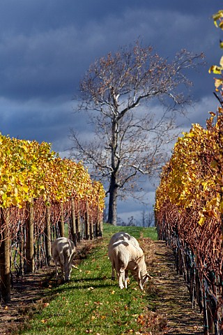 Sheep grazing in autumnal vineyard of Veritas Winery Afton Virginia USA Monticello AVA