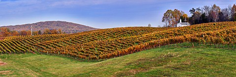 Barboursville Vineyards in the autumn with Knights Chapel Barboursville Virginia USA Monticello AVA