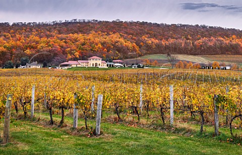 Breaux Vineyards in the autumn Purcellville Virginia USA