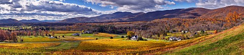 Autumnal vineyards of Veritas Winery in the Blue Ridge Mountains Afton Virginia USA Monticello AVA