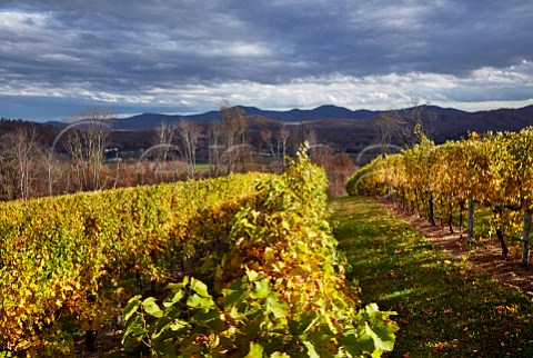 Autumnal Sauvignon Blanc vineyard of Veritas Winery high in the Blue Ridge Mountains Afton Virginia USA Monticello AVA