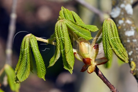 Horse Chestnut leaves in spring Hurst Meadows West Molesey Surrey England