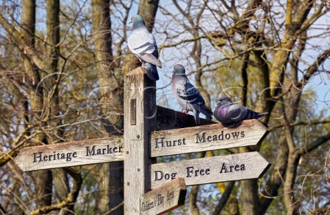 Pigeons perching on signpost Hurst Park West Molesey Surrey England
