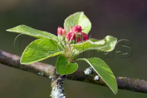 Crab Apple blossom and spring leaves  Hurst Meadows West Molesey Surrey England