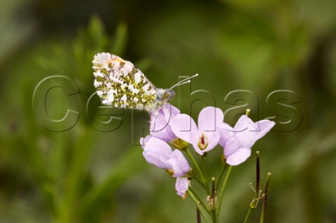 Orange Tip butterfly resting on Cuckooflower  West End Common Esher Surrey England