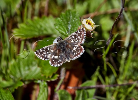 Grizzled Skipper butterfly Sheepleas East Horsley Surrey England
