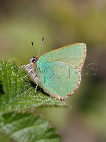 Green Hairstreak butterfly Sheepleas East Horsley Surrey England