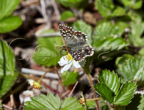 Grizzled Skipper butterfly nectaring on wild strawberry Sheepleas East Horsley Surrey England