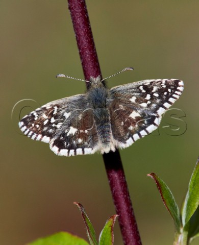 Grizzled Skipper butterfly Sheepleas East Horsley Surrey England